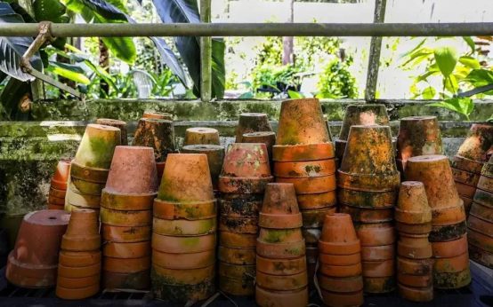 Choosing the Right Plants for Your Climate