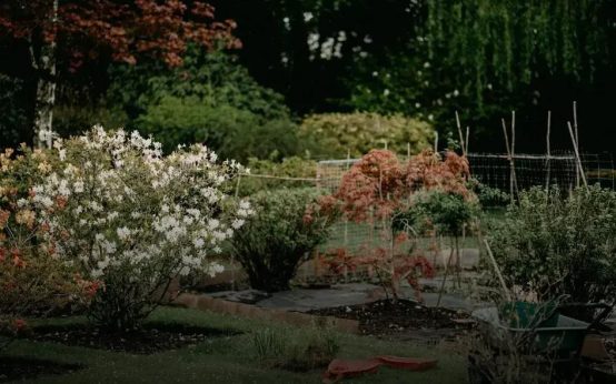 Creating a Low-Maintenance Flower Garden: Easy Tips