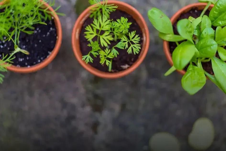 Easy Plants for Beginners