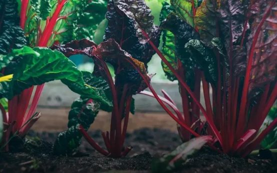 Exploring Local and Exotic Options