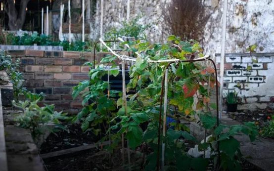 How to Grow Beautiful Roses: Home Gardening Secrets Revealed