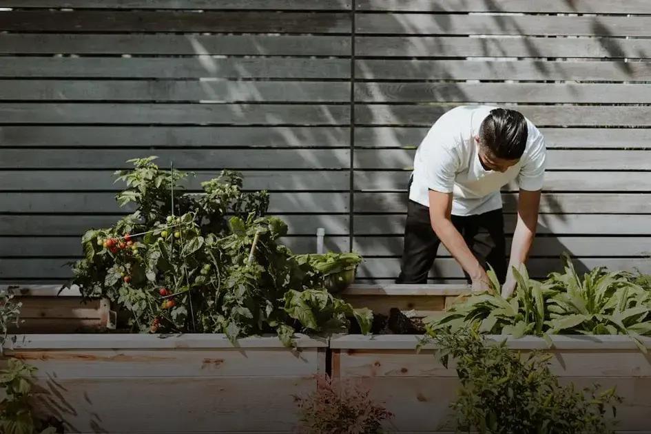 Preparing the Perfect Soil for Rose Growth