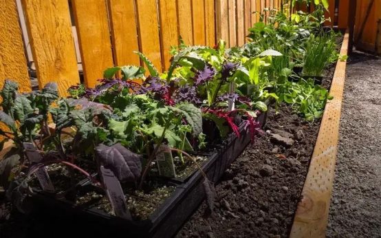 Starting a Vegetable Garden: Top Easy Crops to Begin