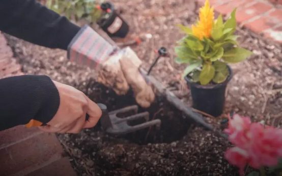 Tips for Growing Tomatoes That Actually Produce Fruit Easily