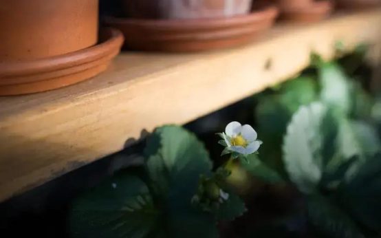 Understanding Soil Types: Enhance Your Garden Today